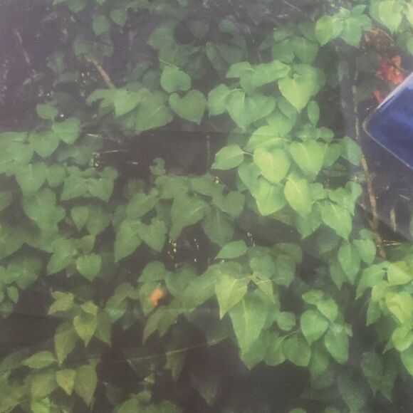 4@30.00 or 20.00 𝅺NWOT  Decorative Bottle Tree Banner - Picture 3 of 15